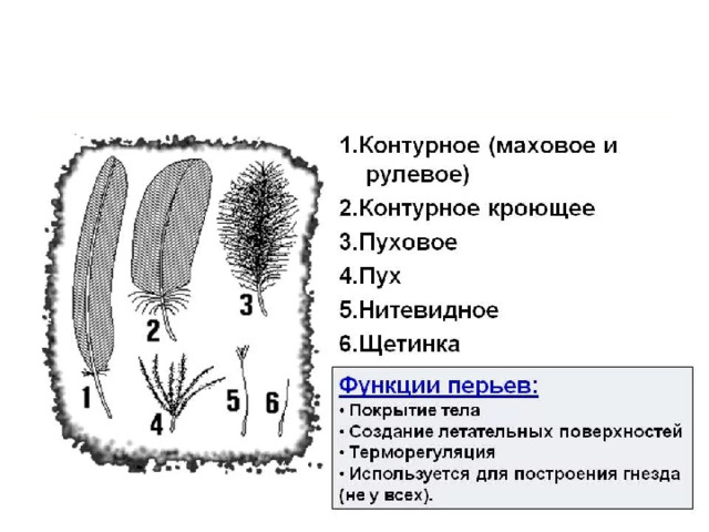2. Используя рисунок, определите какие типы перьев находятся в вашей коллекции 