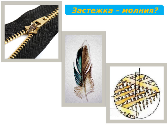 Застежка – молния? 