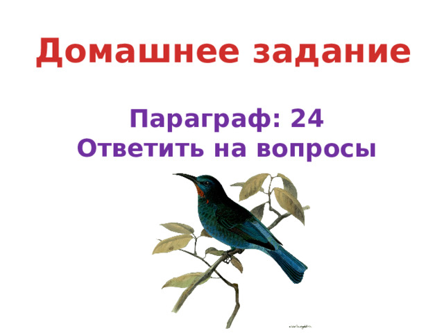 Домашнее задание Параграф: 24 Ответить на вопросы 
