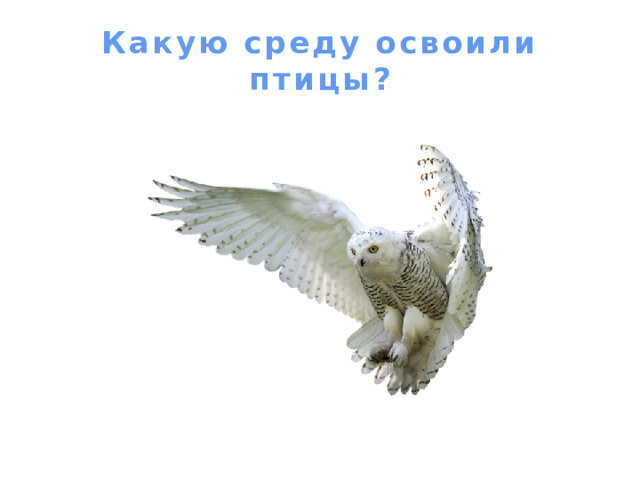 Какую среду освоили птицы? 