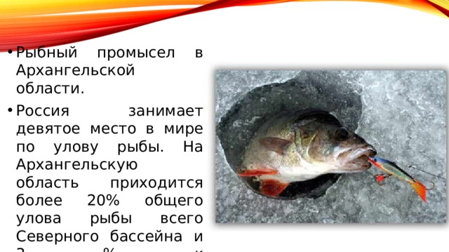 Рыбный промысел в Архангельской области. Россия занимает девятое место в мире по улову рыбы. На Архангельскую область приходится более 20% общего улова рыбы всего Северного бассейна и 3 % к общероссийскому показателю. 