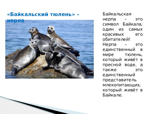 «Байкальский тюлень» – нерпа Байкальская нерпа – это символ Байкала, один из самых красивых его обитателей! Нерпа – это единственный в мире тюлень, который живёт в пресной воде, а также это единственный представитель млекопитающих, который живёт в Байкале.