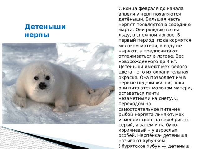 С конца февраля до начала апреля у нерп появляются детёныши. Большая часть нерпят появляется в середине марта. Они рождаются на льду, в снежном логове. В первый период, пока кормятся молоком матери, в воду не ныряют, а предпочитают отлеживаться в логове. Вес новорожденного до 4 кг. Детеныши имеют мех белого цвета – это их охранительная окраска. Она позволяет им в первые недели жизни, пока они питаются молоком матери, оставаться почти незаметными на снегу. С переходом на самостоятельное питание рыбой нерпята линяют, мех изменяет цвет на серебристо – серый, а затем и на буро-коричневый – у взрослых особей. Нерпёнка- детеныша называют хубунком ( бурятское хубун –« детеныш дикого зверя» ). Детеныши нерпы