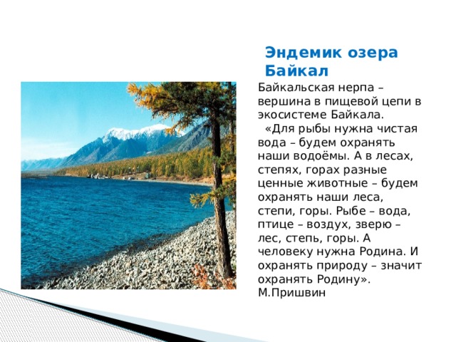 Эндемик озера Байкал Байкальская нерпа – вершина в пищевой цепи в экосистеме Байкала.  «Для рыбы нужна чистая вода – будем охранять наши водоёмы. А в лесах, степях, горах разные ценные животные – будем охранять наши леса, степи, горы. Рыбе – вода, птице – воздух, зверю – лес, степь, горы. А человеку нужна Родина. И охранять природу – значит охранять Родину». М.Пришвин
