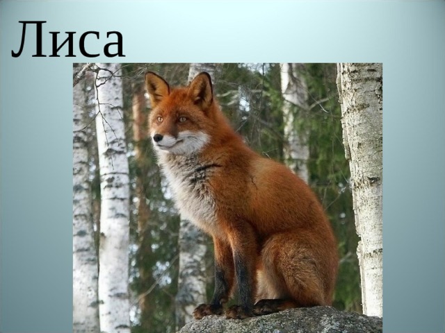 Лиса 