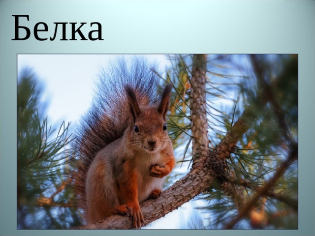 Белка 