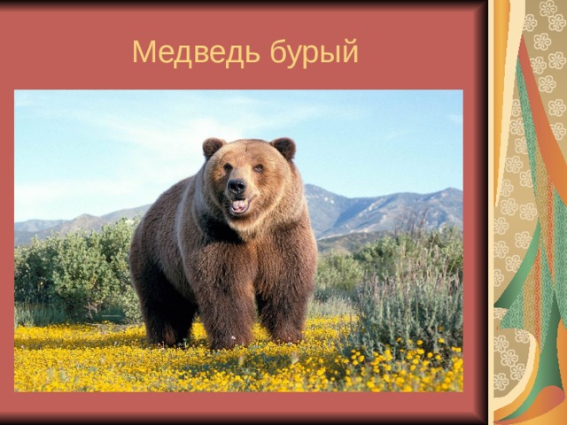 Медведь бурый 