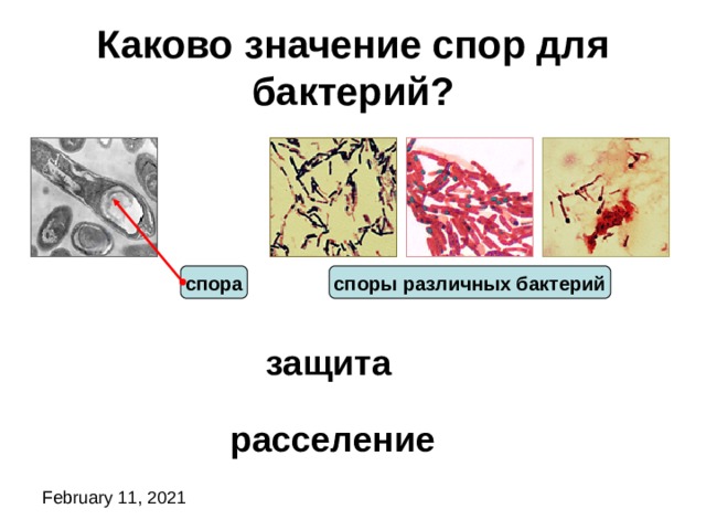 Каково значение спор для бактерий? споры различных бактерий спора защита расселение 