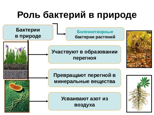 Роль бактерий в природе Бактерии  в природе Болезнетворные бактерии растений Участвуют в образовании перегноя Превращают перегной в минеральные вещества В природе бактерии работают, как незаменимые труженики.  Они участвуют в образовании перегноя из отмерших частей растений (гнилостные бактерии).  Когда перегной образовался, вступают в работу другие сапрофитные бактерии, которые преобразуют органические вещества перегноя в минеральные соли почвы, которые так необходимы зеленым растениям для нормального роста и развития.  А помнишь, мы уже говорили о клубеньковых бактериях, которые поселяются в клетках корней бобовых растений? Эти палочковидные бактерии размножаются в клетках корня, образуя утолщения – клубеньки. Такие 