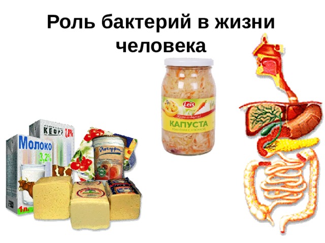 Роль бактерий в жизни человека Многие бактерии играют большую роль в жизни человека. Некоторые из них приносят пользу. В природе есть такой процесс, который называется 
