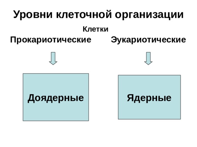 Уровни клеточной организации Клетки  Прокариотические Эукариотические Доядерные Ядерные 