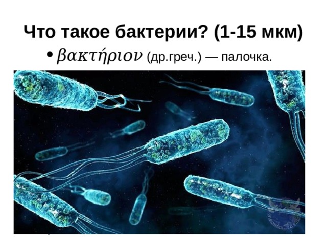 Что такое бактерии? (1-15 мкм) βακτήριον  ( др.греч. ) — палочка. Что такое бактерии? Название «бактерия» произошло от  древнегреческого слова «bacterion» – палочка. Бактерии – это простейшие одноклеточные организмы. Одну бактерию можно разглядеть только под микроскопом. А вот скопления множества бактерий иногда видны даже невооруженным глазом. 
