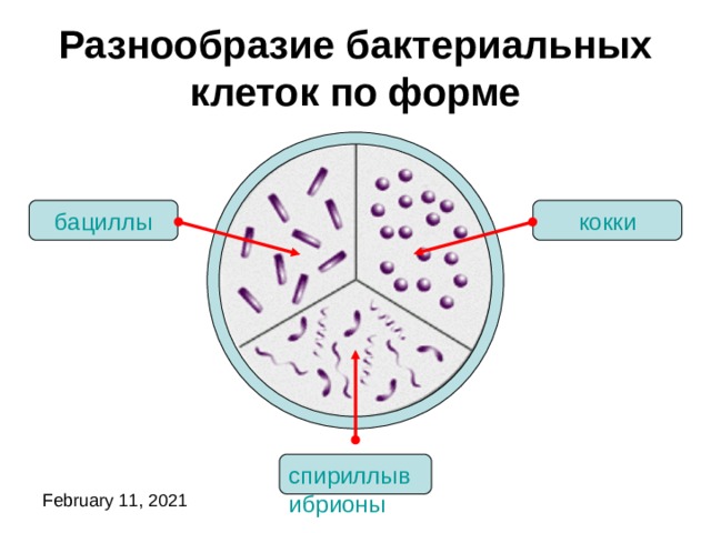 Разнообразие бактериальных клеток по форме бациллы кокки Клетки разных бактерий имеют различную форму. Каждая из форм бактериальных клеток имеет свое название.  Посмотри, вот мелкие бактерии-шарики. Такие шарообразные бактерии называются 