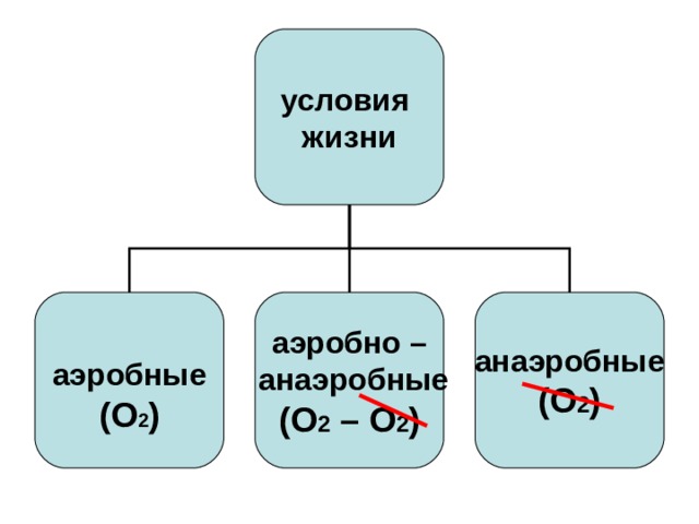 условия жизни  аэробные (О 2 ) аэробно –  анаэробные (О 2 – О 2 ) анаэробные (О 2 ) 