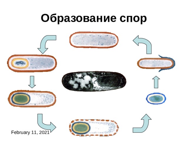 Образование спор Многие бактерии могут образовывать вокруг своей оболочки еще одну. Таким образом образуются споры бактерий. 