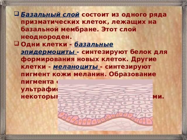 Базальный слой  состоит из одного ряда призматических клеток, лежащих на базальной мембране. Этот слой неоднороден. Одни клетки - базальные эпидермоциты - синтезируют белок для формирования новых клеток. Другие клетки - меланоциты - синтезируют пигмент кожи меланин. Образование пигмента стимулируется ультрафиолетовыми лучами и некоторыми химическими веществами.   