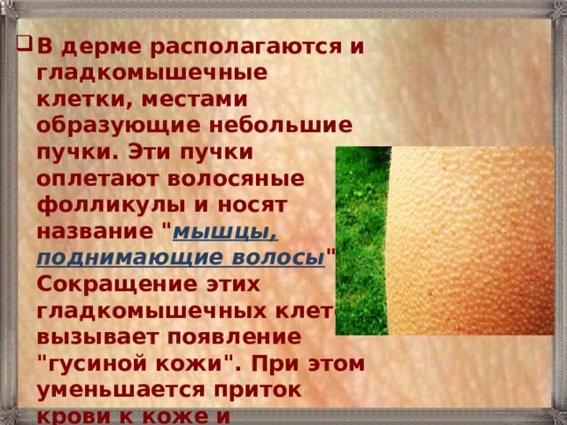 В дерме располагаются и гладкомышечные клетки, местами образующие небольшие пучки. Эти пучки оплетают волосяные фолликулы и носят название 