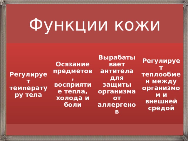 Функции кожи Регулирует температуру тела Осязание предметов, восприятие тепла, холода и боли Вырабатывает антитела для защиты организма от аллергенов Регулирует теплообмен между организмом и внешней средой 