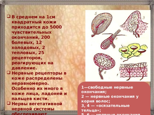 В среднем на 1см квадратный кожи приходится до 5000 чувствительных окончаний, 200 болевых, 12 холодовых, 2 тепловых, 25 рецепторов, реагирующих на давление. Нервные рецепторы в коже распределены неравномерно. Особенно их много в коже лица, ладоней и пальцев кисти. Нервы вегетативной нервной системы обеспечивают иннервацию придатков кожи, кровеносных и лимфатических сосудов, регулирую физиологические процессы в коже. 1—свободные нервные окончания;  2 — нервные окончания у корня волос;  3, 4 — «осязательные тельца»;  5, 6 — нервные окончания, воспринимающие тепло и холод 