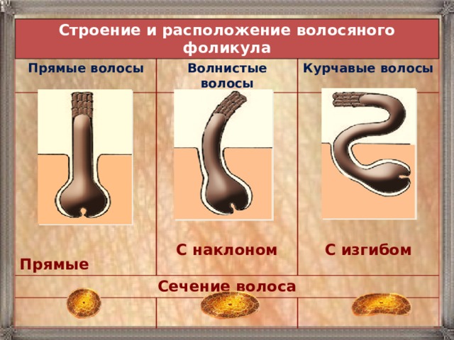 Строение и расположение волосяного фоликула Прямые волосы Волнистые волосы Курчавые волосы Сечение волоса   Прямые С наклоном  С изгибом  