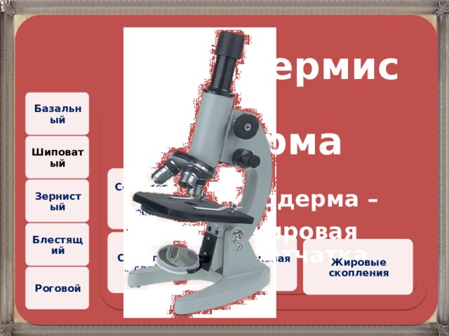  Эпидермис Базальный  Дерма Шиповатый Сосочковый слой Гиподерма – жировая клетчатка Зернистый Блестящий Сетчатый слой Соединительная ткань Жировые скопления Роговой 