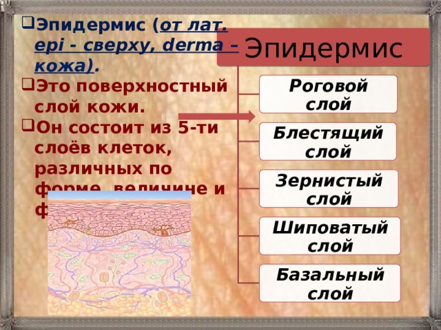 Эпидермис ( от лат. epi - сверху, derma – кожа) . Это поверхностный слой кожи. Он состоит из 5-ти слоёв клеток, различных по форме, величине и функциям. Эпидермис Роговой слой Блестящий слой Зернистый слой Шиповатый слой Базальный слой 