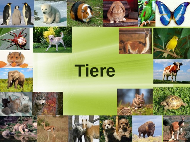           Tiere 