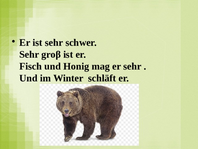 Er ist sehr schwer.  Sehr groβ ist er.  Fisch und Honig mag er sehr .  Und im Winter  schläft er.   