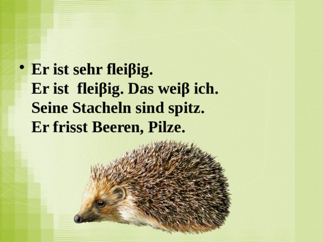 Er ist sehr fleiβig.  Er ist  fleiβig. Das weiβ ich.  Seine Stacheln sind spitz.  Er frisst Beeren, Pilze. 