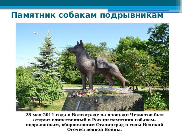Памятник собакам подрывникам   28 мая 2011 года в Волгограде на площади Чекистов был открыт единственный в России памятник собакам-подрывникам, оборонявшим Сталинград в годы Великой Отечественной Войны. 