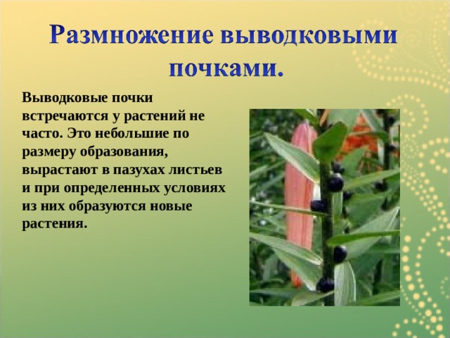 Выводковые почки встречаются у растений не часто. Это небольшие по размеру образования, вырастают в пазухах листьев и при определенных условиях из них образуются новые растения.