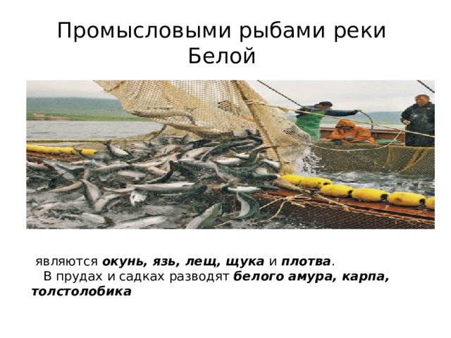 Промысловыми рыбами реки Белой  являются  окунь, язь, лещ, щука  и  плотва .  В прудах и садках разводят  белого амура, карпа, толстолобика 