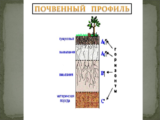 Почвы 6 класс презентация по географии полярная звезда