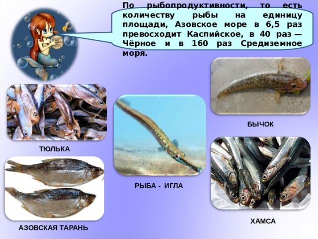 По рыбопродуктивности, то есть количеству рыбы на единицу площади, Азовское море в 6,5 раз превосходит Каспийское, в 40 раз — Чёрное и в 160 раз Средиземное моря.  БЫЧОК  ТЮЛЬКА РЫБА - ИГЛА  ХАМСА АЗОВСКАЯ ТАРАНЬ 