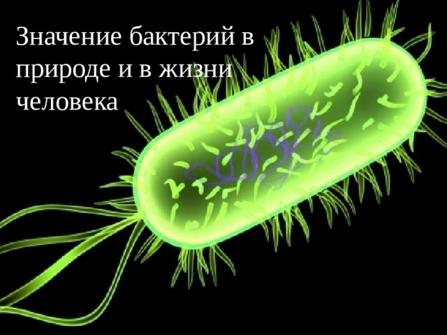 Значение бактерий в природе и в жизни человека 