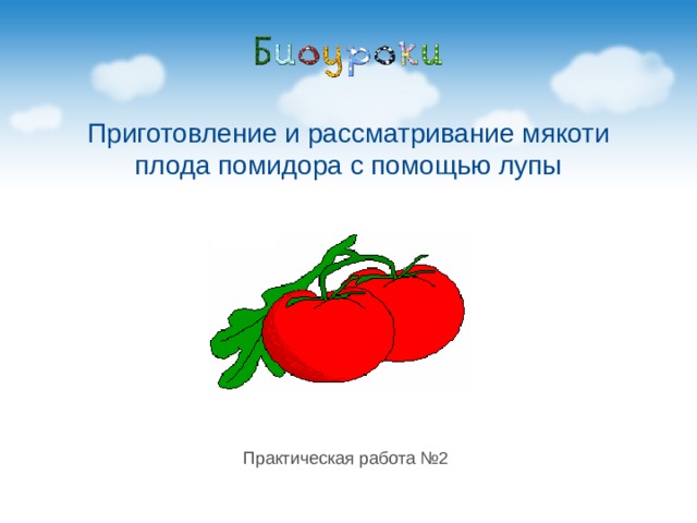 Приготовление и рассматривание мякоти плода помидора с помощью лупы