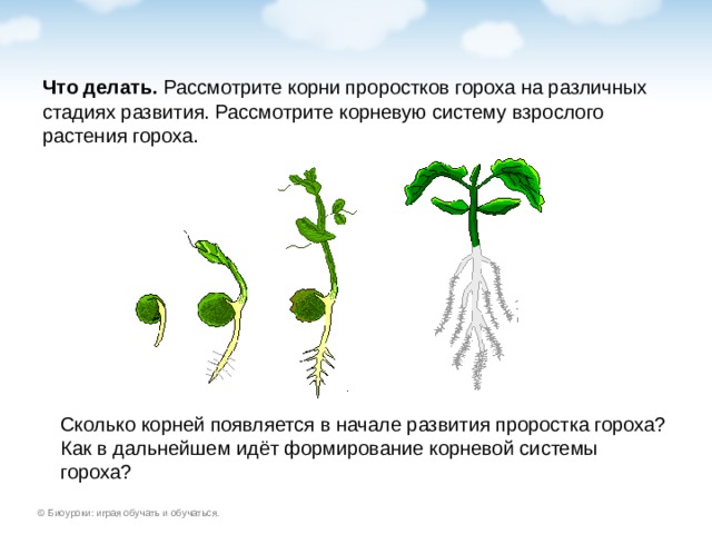 Что делать. Сколько корней появляется в начале развития проростка гороха? Как в дальнейшем идёт формирование корневой системы гороха?