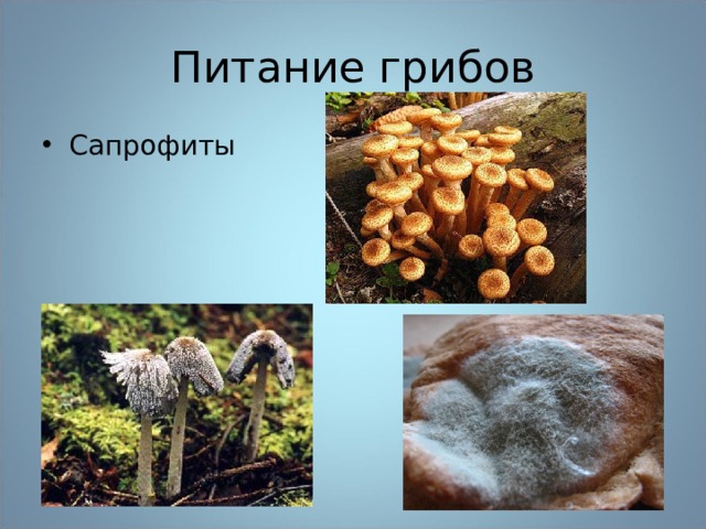 Питание грибов Сапрофиты 
