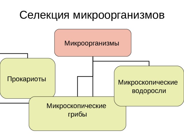 Селекция микроорганизмов Микроорганизмы Прокариоты Микроскопические водоросли Микроскопические грибы 