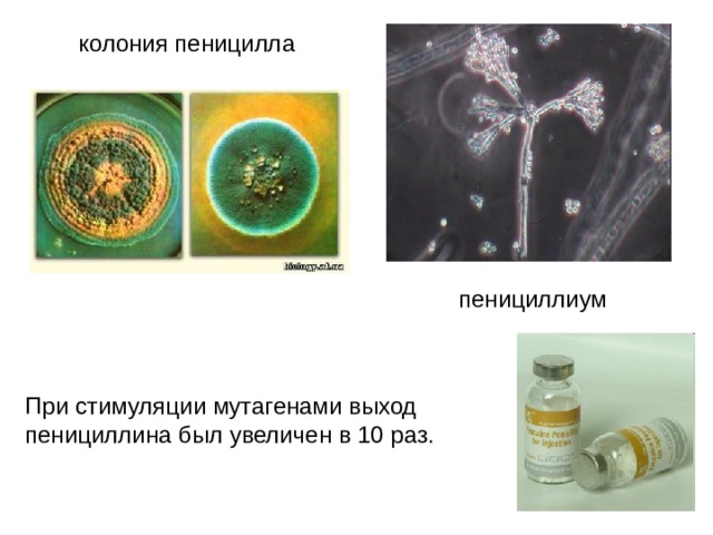 колония пеницилла пенициллиум При стимуляции мутагенами выход пенициллина был увеличен в 10 раз. 