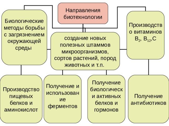 Направления биотехнологии Биологические методы борьбы с загрязнением окружающей среды Производство витаминов В 2 , В 12 ,С создание новых полезных штаммов микроорганизмов, сортов растений, пород животных и т.п. Производство пищевых белков и аминокислот Получение и использование ферментов Получение биологически активных белков и гормонов Получение антибиотиков 