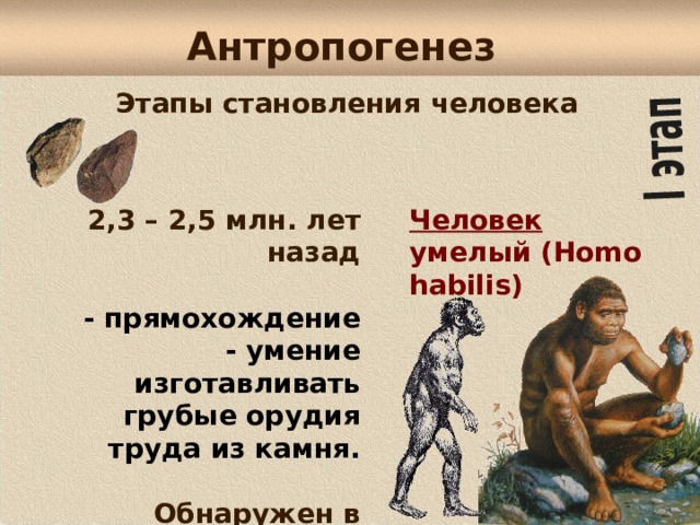 Антропогенез Этапы становления человека 2,3 – 2,5 млн. лет назад  Человек умелый (Homo habilis) - прямохождение - умение изготавливать грубые орудия труда из камня .  Обнаружен в Восточной Африке .  