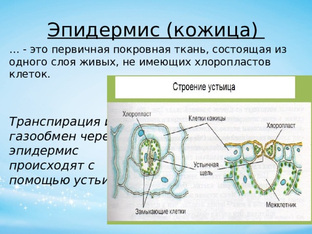 Газообмен у растений. Устьица строение и функции. Транспирация устьица. Расположение устьиц. Газообмен и транспирация.