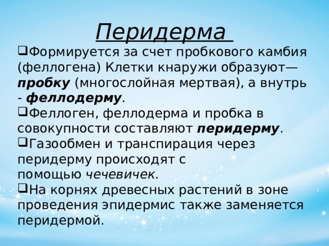 Перидерма Формируется за счет пробкового камбия (феллогена) Клетки кнаружи образуют— пробку  (многослойная мертвая), а внутрь -  феллодерму .  Феллоген, феллодерма и пробка в совокупности составляют перидерму . Газообмен и транспирация через перидерму происходят с помощью  чечевичек. На корнях древесных растений в зоне проведения эпидермис также заменяется перидермой. 