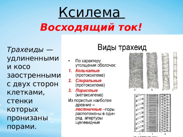 Ксилема Восходящий ток! Трахеиды  — удлиненными и косо заостренными с двух сторон клетками, стенки которых пронизаны порами. 
