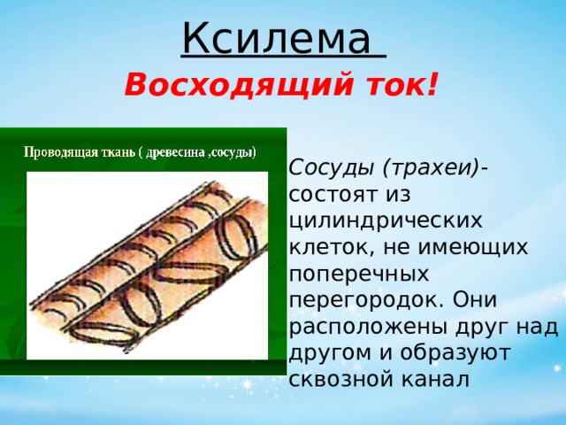 Ксилема Восходящий ток! Сосуды (трахеи) - состоят из цилиндрических клеток, не имеющих поперечных перегородок. Они расположены друг над другом и образуют сквозной канал 