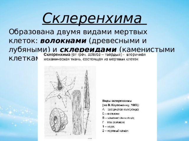 Склеренхима Образована двумя видами мертвых клеток:  волокнами  (древесными и лубяными) и  склереидами   (каменистыми клетками). 