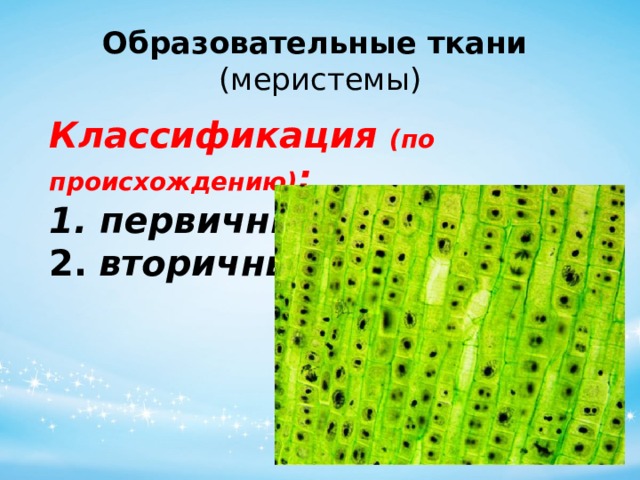 Образовательные ткани    (меристемы) Классификация (по происхождению) : 1. первичные   2.   вторичные 