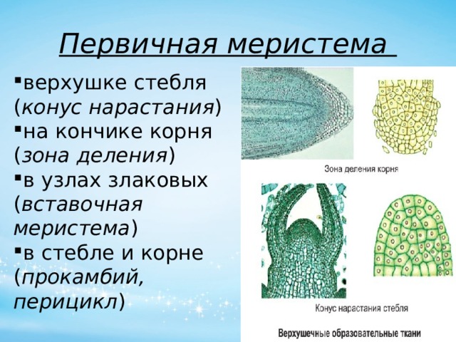 Первичная меристема верхушке стебля ( конус нарастания ) на кончике корня ( зона деления ) в узлах злаковых ( вставочная меристема ) в стебле и корне ( прокамбий, перицикл ) 