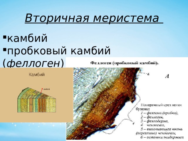 Вторичная меристема камбий пробковый камбий ( феллоген ) 